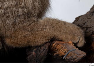 Wildcat Felis silvestris leg paw 0001.jpg